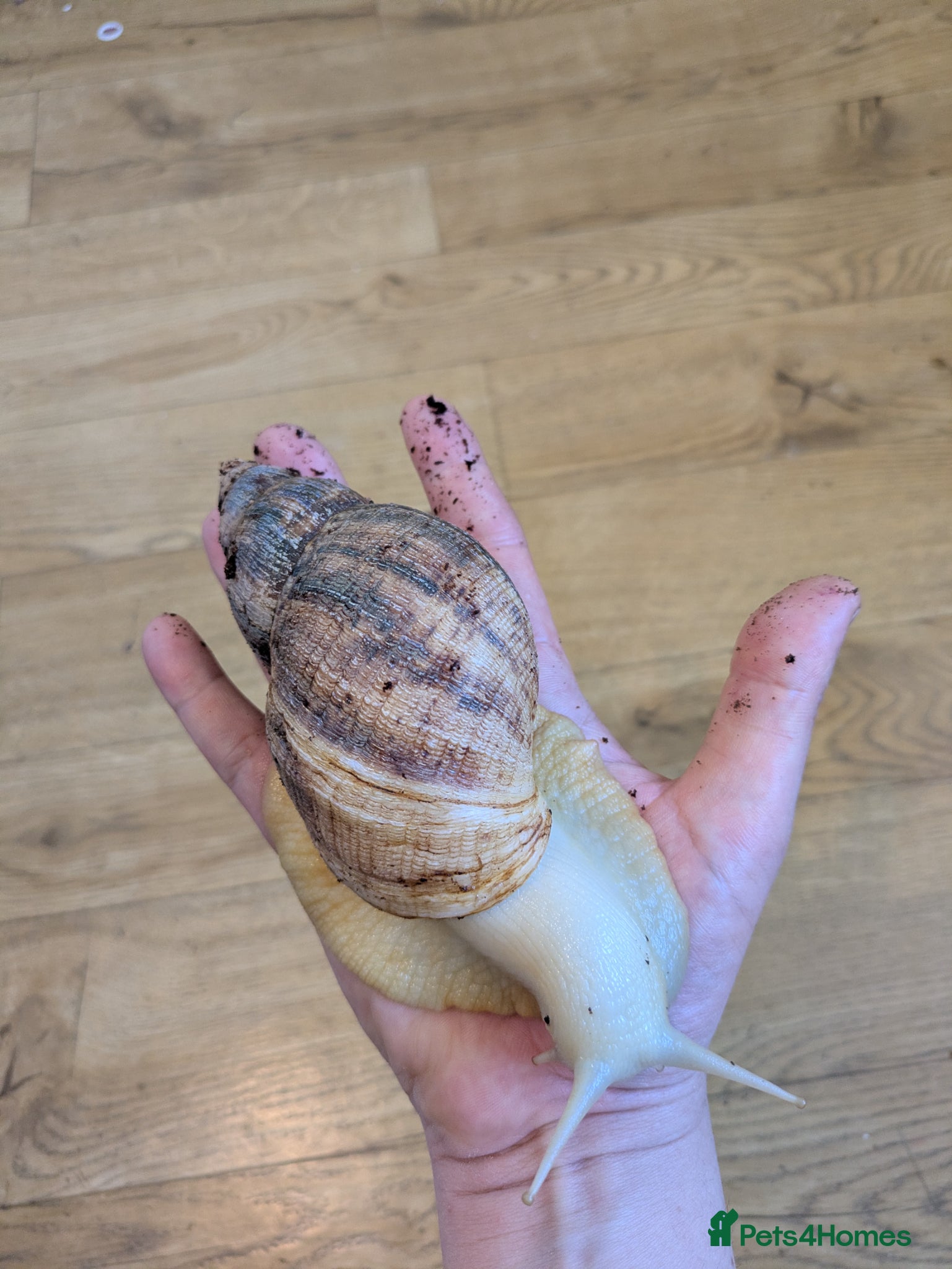 Snails invertebrates Albino giant african land snail - free - Advert 5
