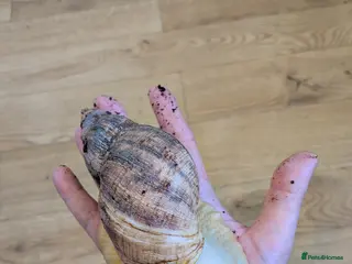 Snails invertebrates Albino giant african land snail - free - Advert 5