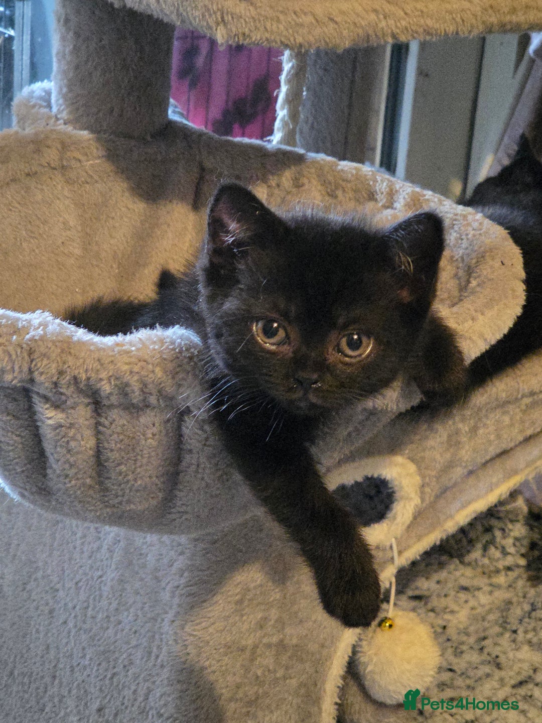 British Longhair cats for sale: Beautiful black British shorthair kittens  - Image 20
