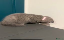 Scottish Fold cats for sale: Scottish Fold Kittens  - Image 17