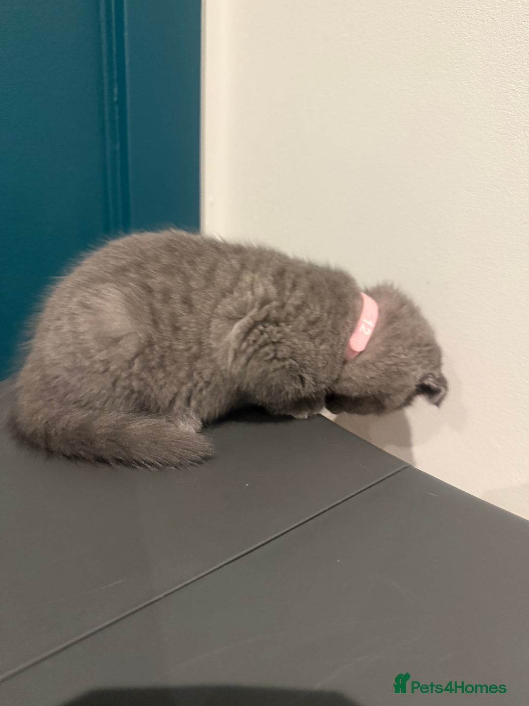 Scottish Fold cats for sale: Scottish Fold Kittens  - Image 17