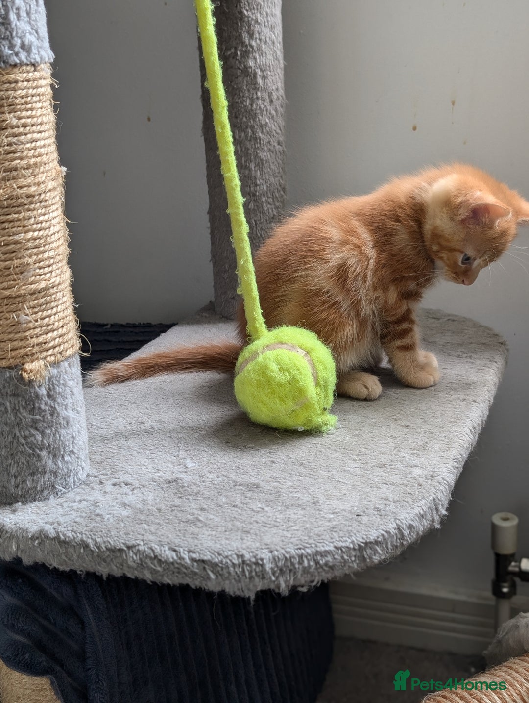 Mixed Breed cats for sale: Beautiful healthy kittens 😍😍 - Image 5