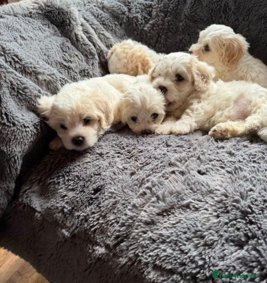 Cavapoo dogs GORGEOUS CAVAPOO PUPPIES AVAILABLE NOW - Advert 1