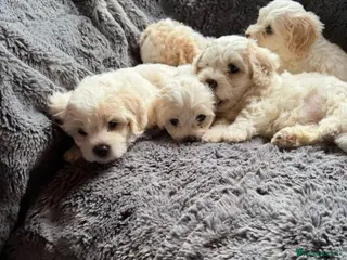 Cavapoo dogs GORGEOUS CAVAPOO PUPPIES AVAILABLE NOW - Advert 15