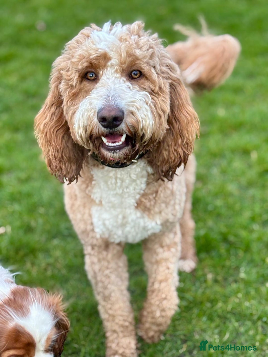 Australian Labradoodle dogs for sale: *waiting list* Australian labradoodles - Image 10
