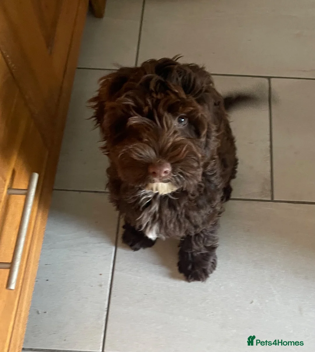 Cockapoo dogs for sale: F1BB miniature cockapoo  - Advert 1