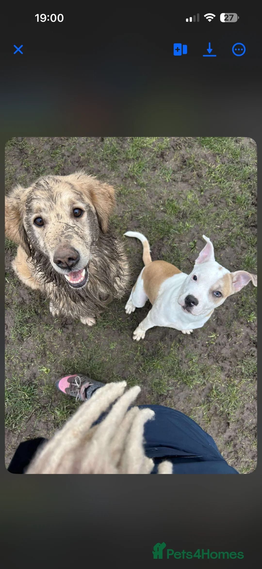 Mixed Breed dogs for sale: Bruno - 7 month staffy cross  in Sunderland - Advert 2