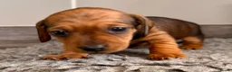 Miniature Dachshund dogs for sale: Miniature dachshund  in Huntingdon - Advert 5