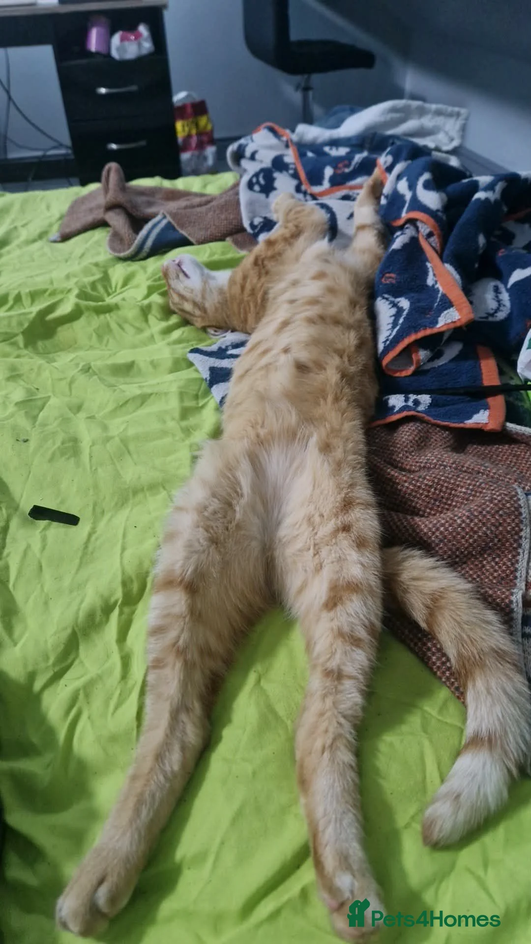 Mixed Breed cats for sale: Urgent home needed in Sheffield - Advert 1