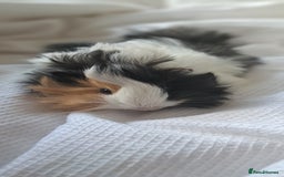 Guinea Pig rodents for sale: Baby bonded guinea pigs - Image 1