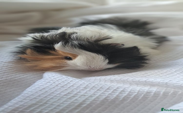 Guinea Pig rodents - Advert 4