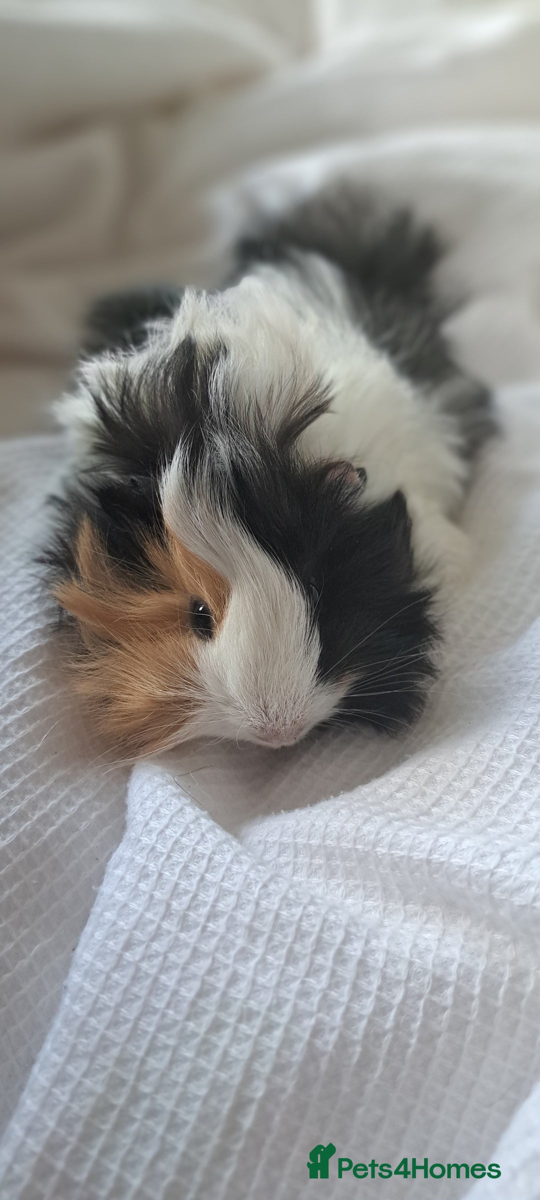 Guinea Pig rodents for sale: Baby bonded guinea pigs - Image 1