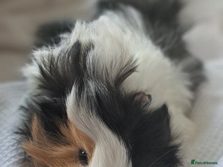 Guinea Pig rodents - Advert 39