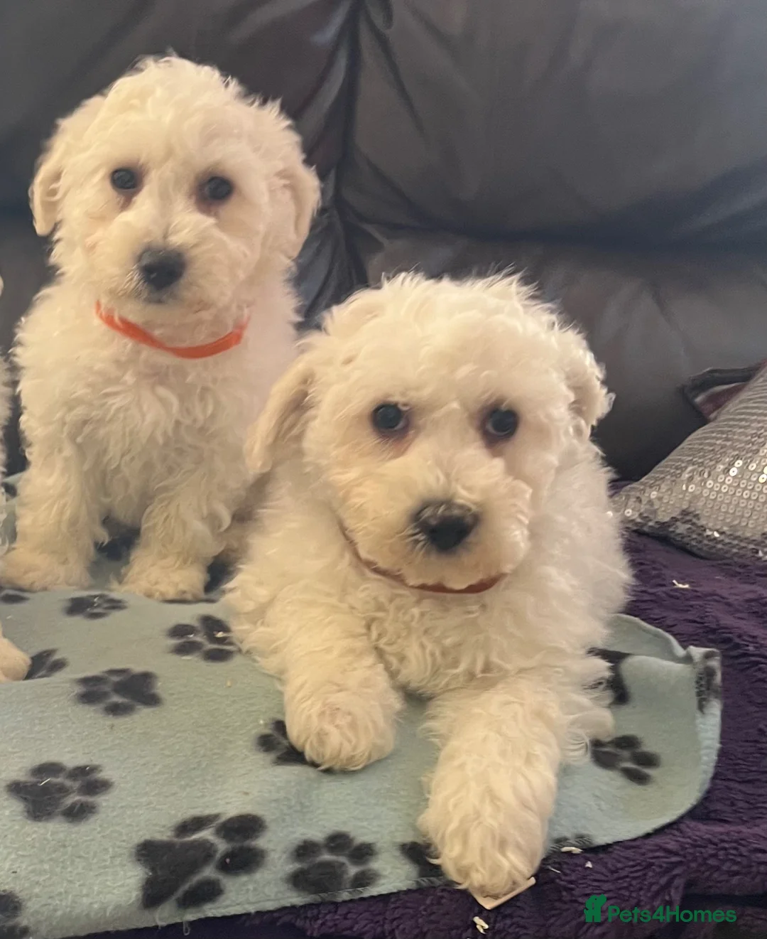 Bichon Frise dogs for sale: bichon Frise puppies  - Advert 17