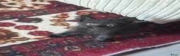 Mixed Breed cats for sale: One little girl needing her forever family  - Advert 3
