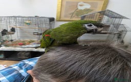 Macaws birds for sale: Ara Hahna red shouldered macaw tamed babies - Image 3