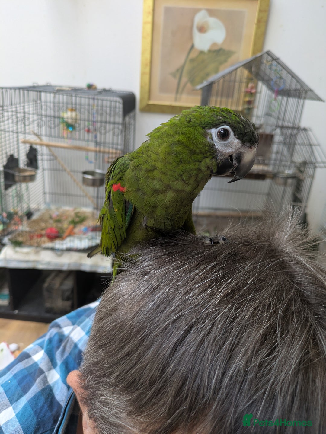 Macaws birds for sale: Ara Hahna red shouldered macaw tamed babies - Image 3