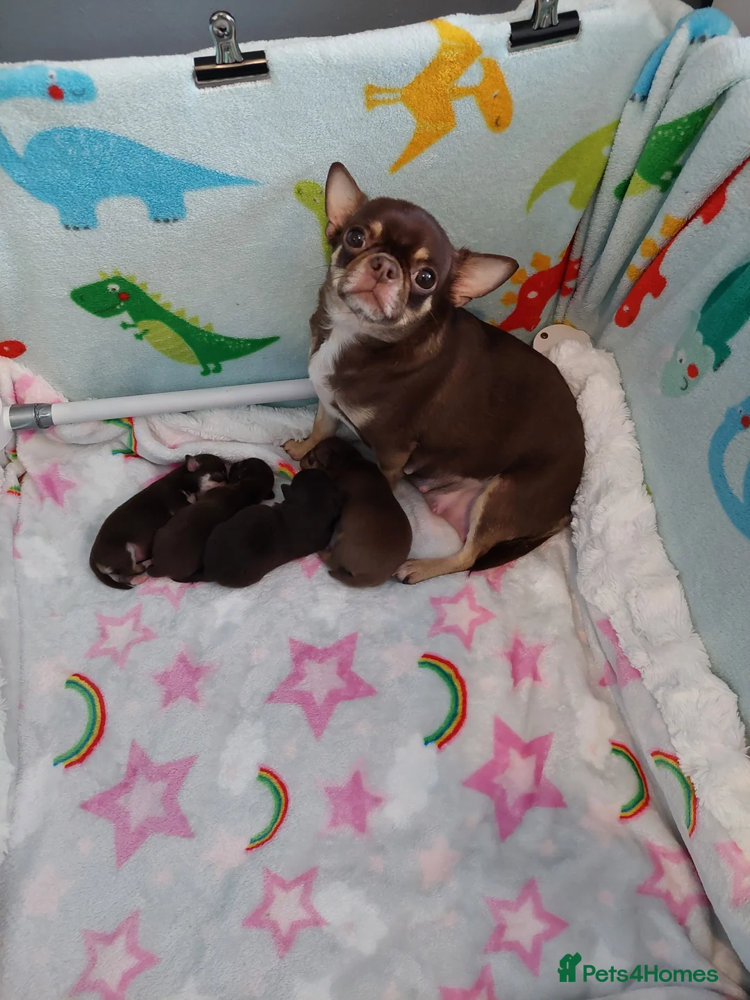 Chihuahua dogs for sale: Superb Chihuahua Pups - Advert 2