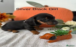 Miniature Dachshund dogs for sale: stunning litter of dachshunds - Image 6