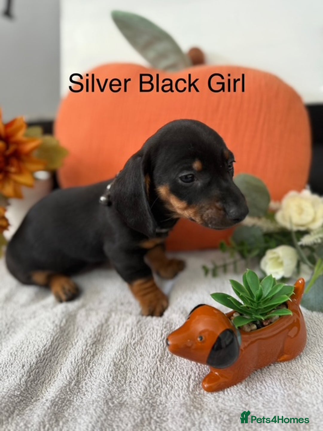 Miniature Dachshund dogs for sale: stunning litter of dachshunds - Image 6
