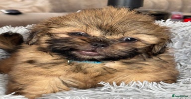 Shih Tzu dogs - Advert 14