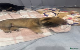 Japanese Shiba Inu dogs for sale: Japanese Shiba Inu  - Image 6
