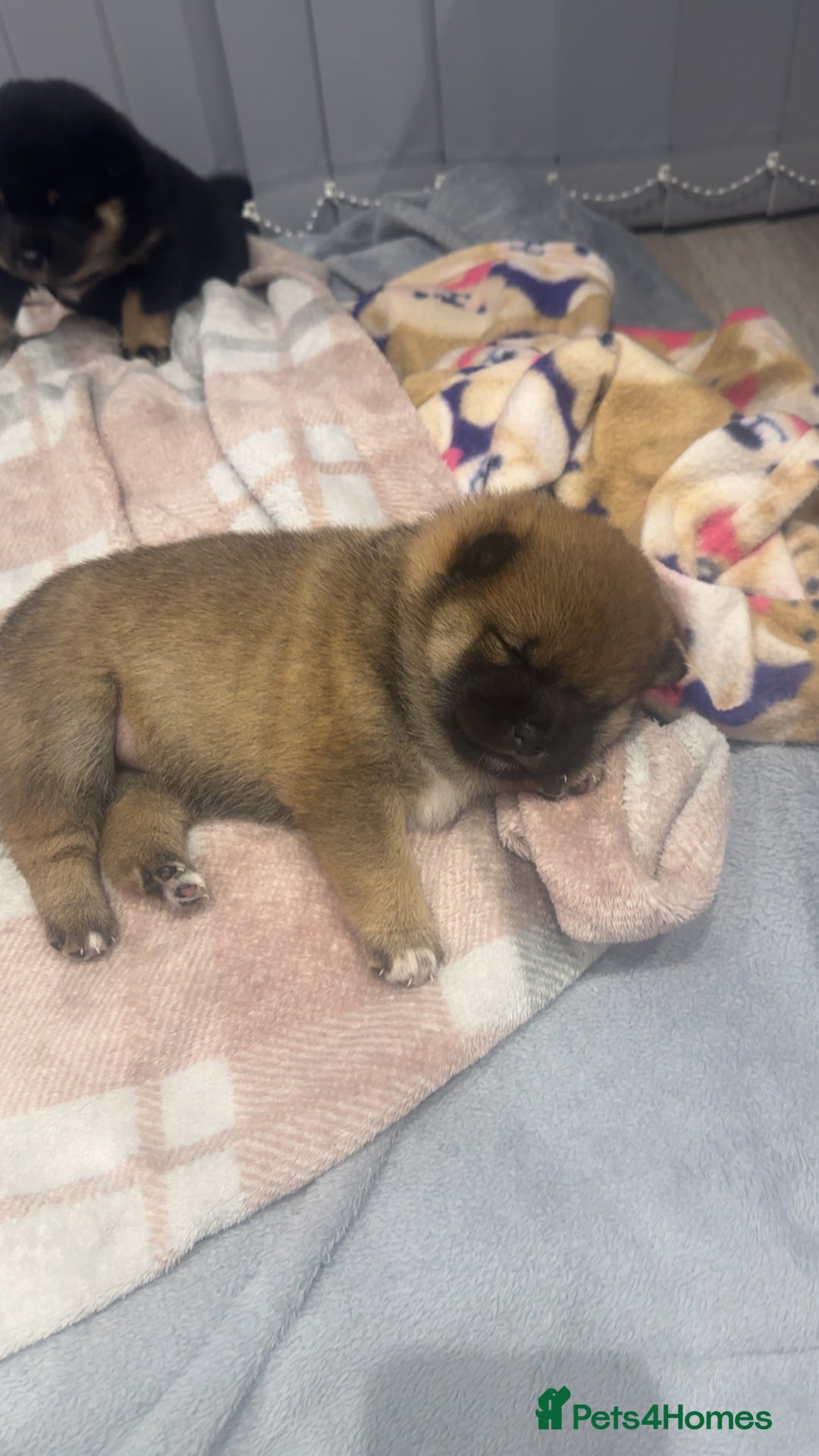 Japanese Shiba Inu dogs for sale: Japanese Shiba Inu  - Image 6