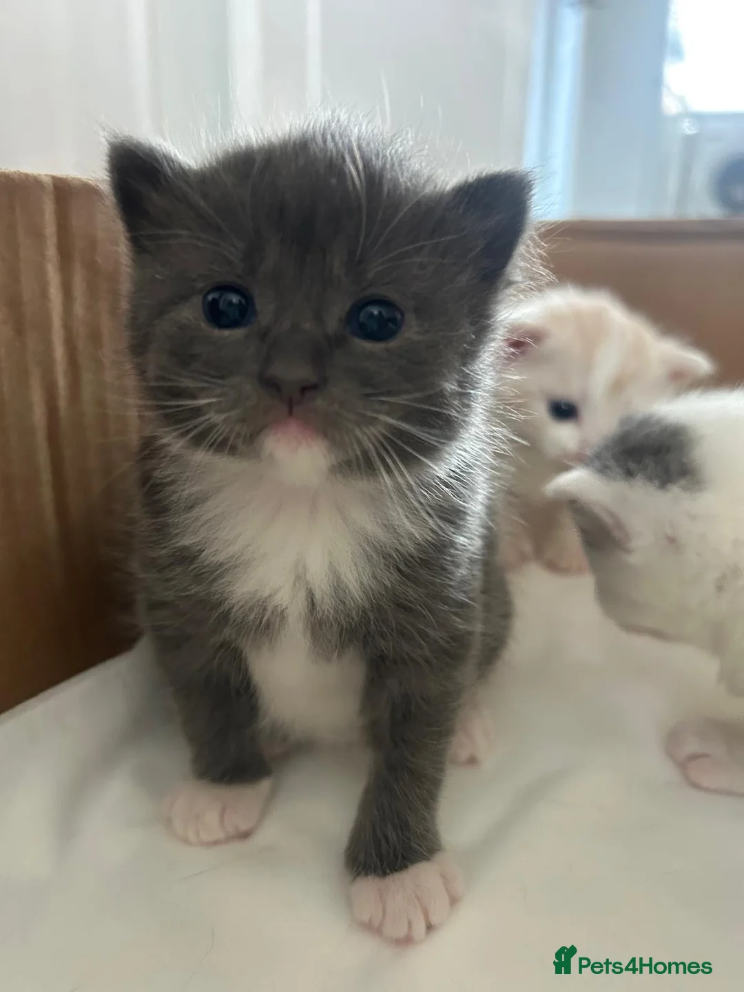 Mixed Breed cats for sale: Beautiful girl left  - Advert 2