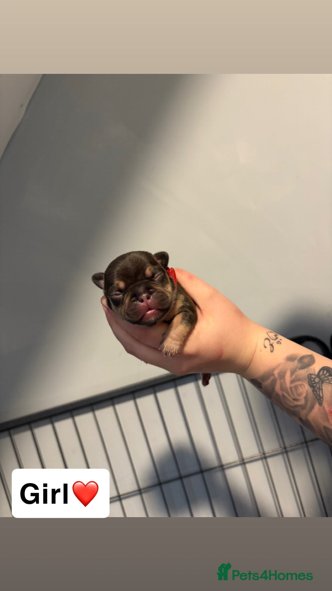 French Bulldog dogs for sale: The final 3 Kc registered French Bulldogs🐾 - Image 6
