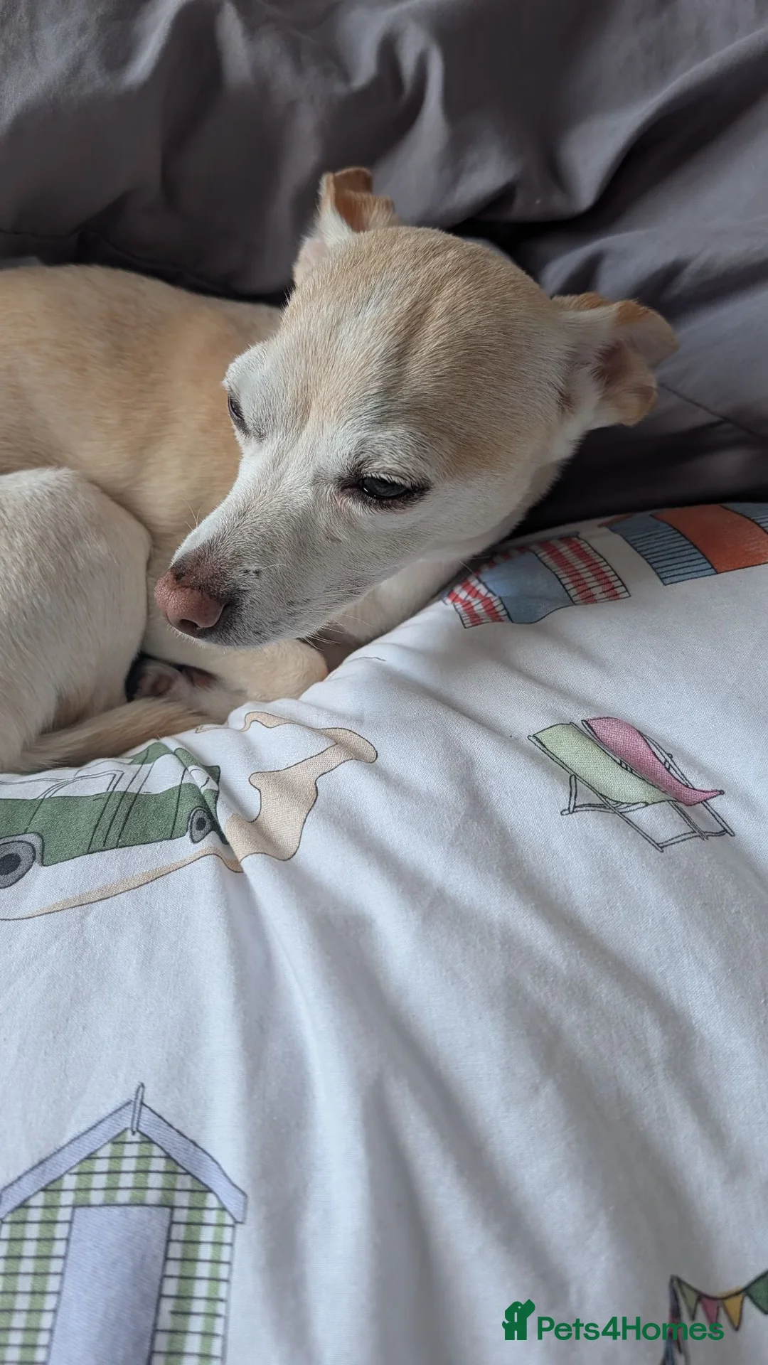 Chihuahua dogs for sale: Chihuahua jrt cream small female dog in Alloa - Advert 2