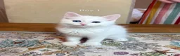 Ragdoll cats for sale: Ragdoll X kittens in Lincoln - Advert 7