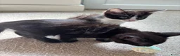 Mixed Breed cats for sale: 2 beautiful ragdoll x mix breed kittens - Advert 8