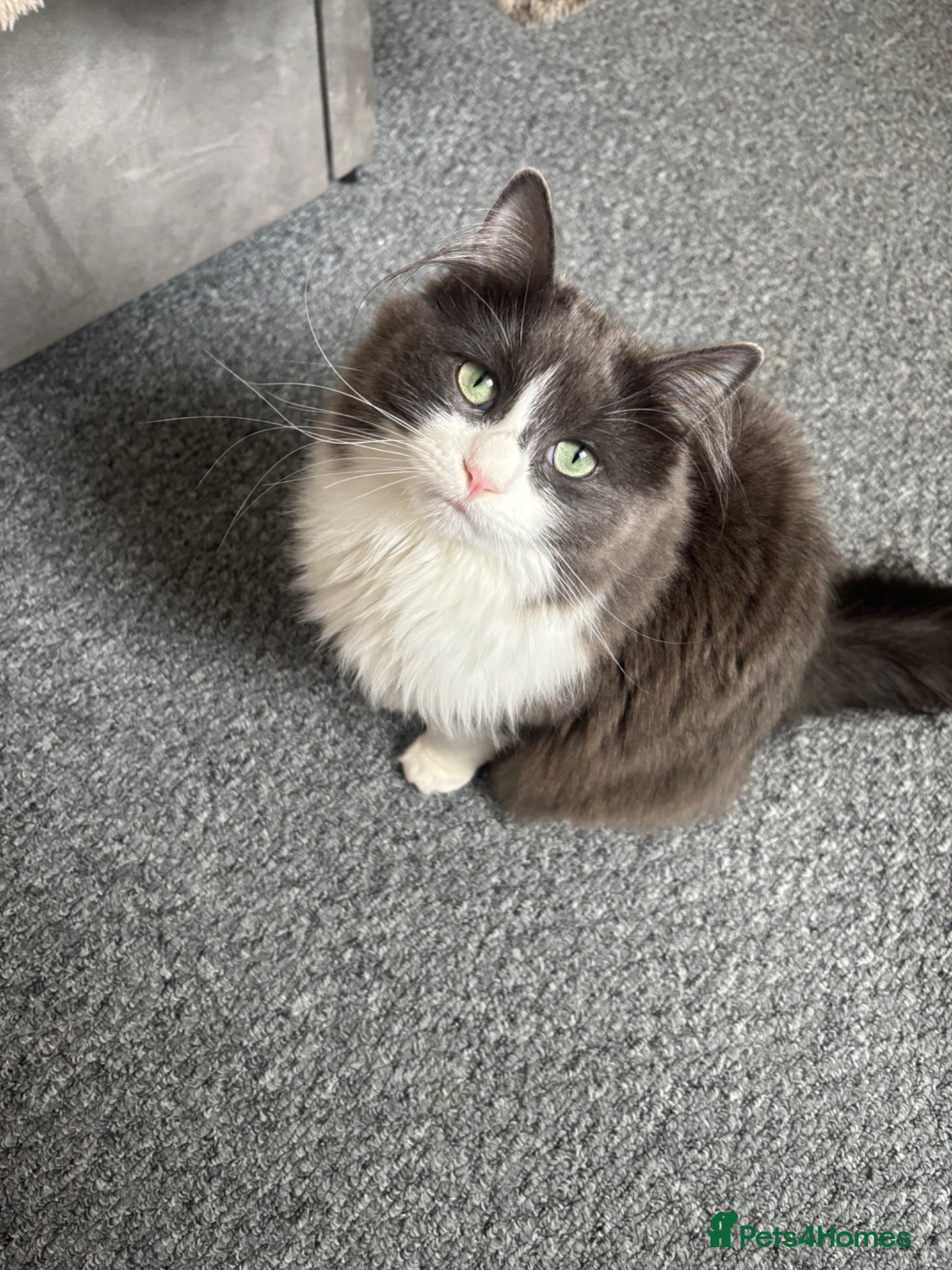 Mixed Breed cats Beautiful 1.5 Year Old Cat Looking for Loving Home - Advert 1