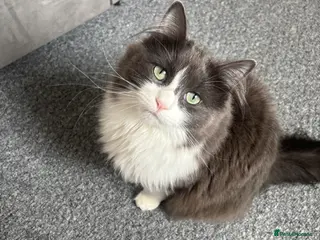 Mixed Breed cats Beautiful 1.5 Year Old Cat Looking for Loving Home - Advert 8