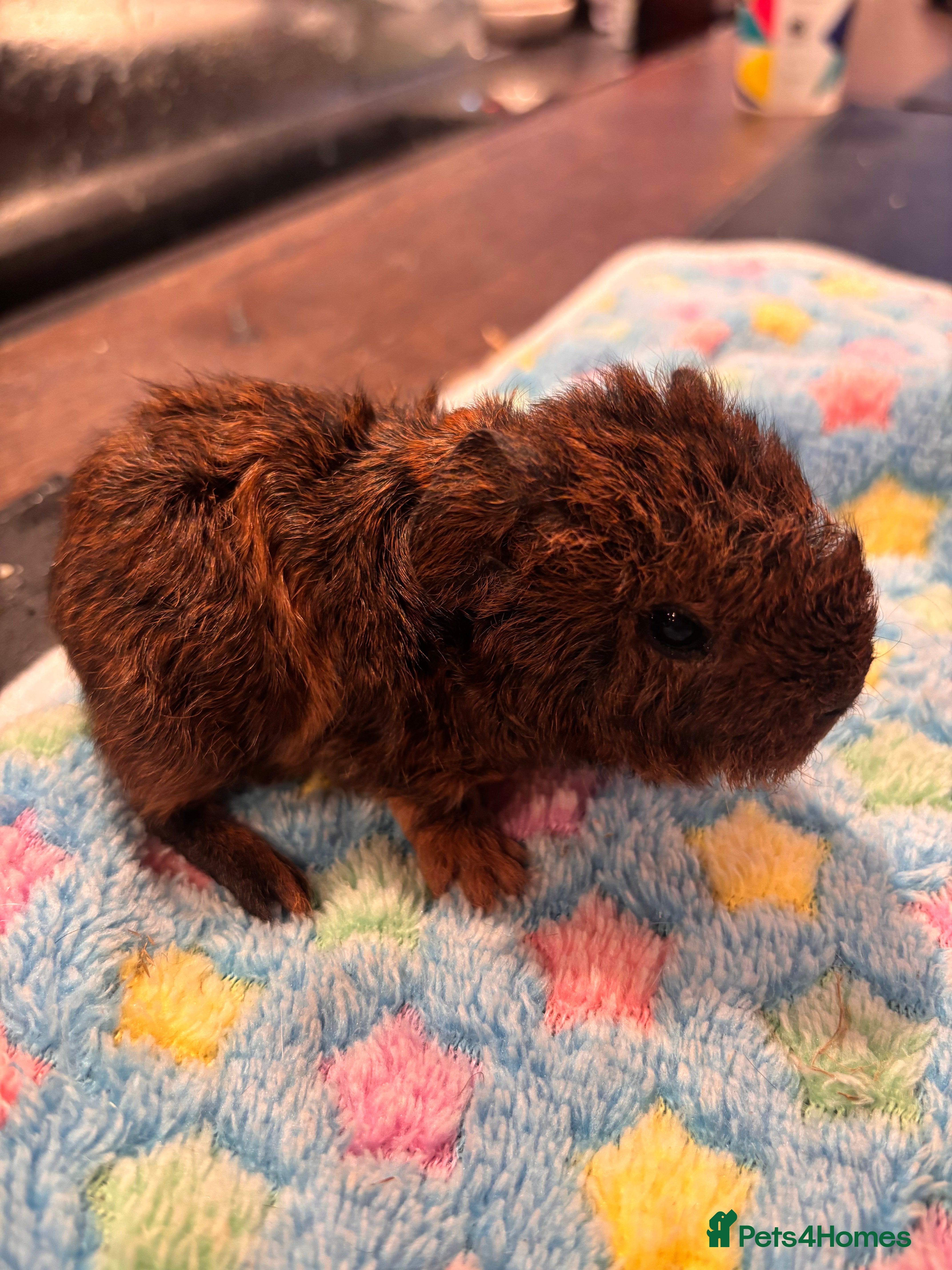 Guinea Pig rodents Teddy guinea pigs. in Bromsgrove - Advert 1