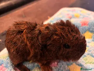 Guinea Pig rodents Teddy guinea pigs. in Bromsgrove - Advert 1