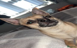 Chihuahua dogs for stud: Beautiful short haired chihuahua ready for stud..  - Image 6