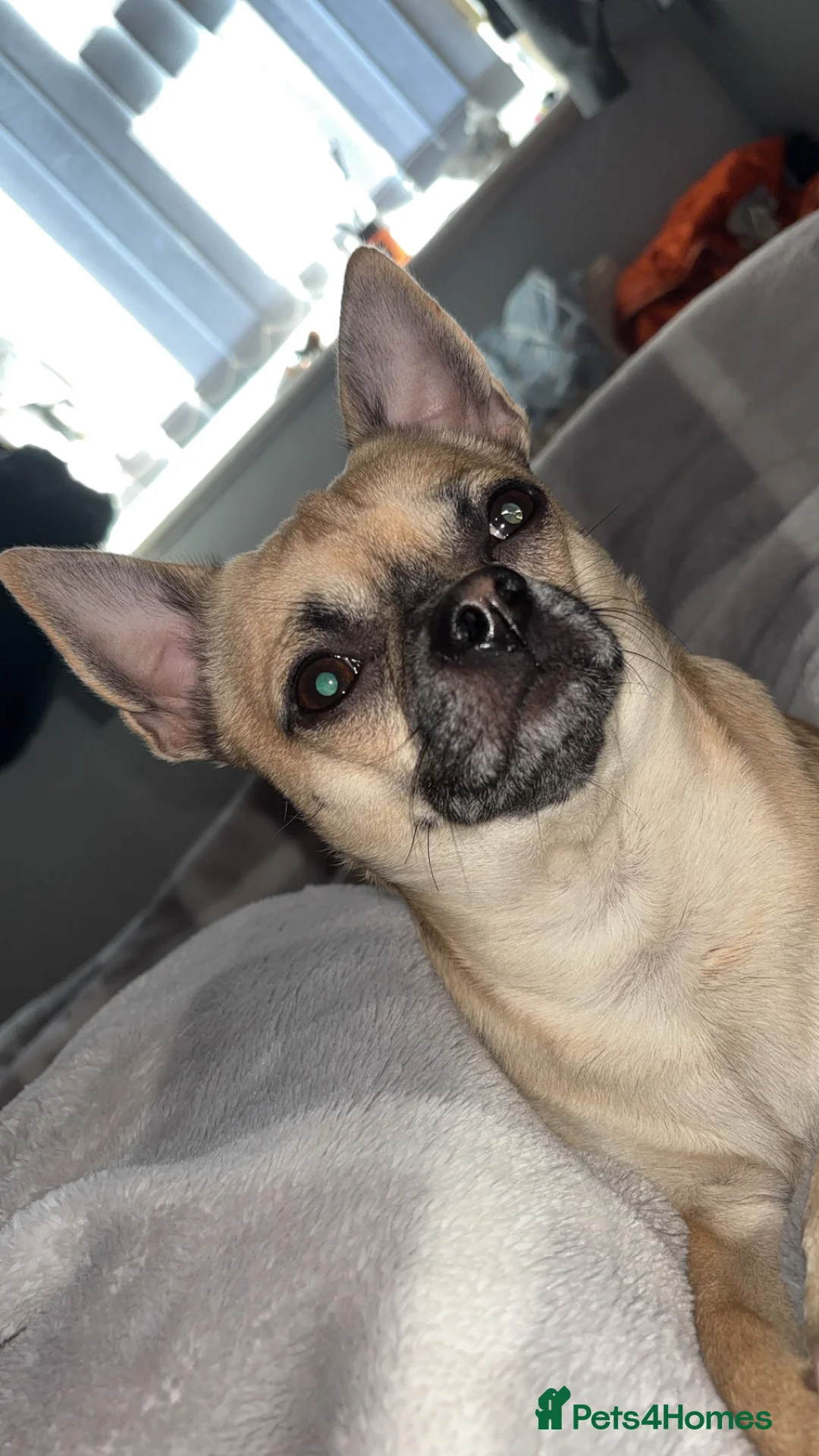 Chihuahua dogs for stud: Beautiful short haired chihuahua ready for stud..  - Advert 6