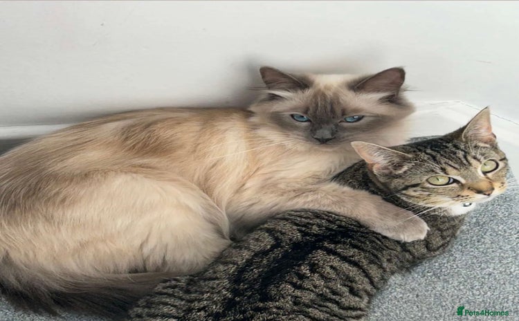 Mixed Breed cats - Advert 4