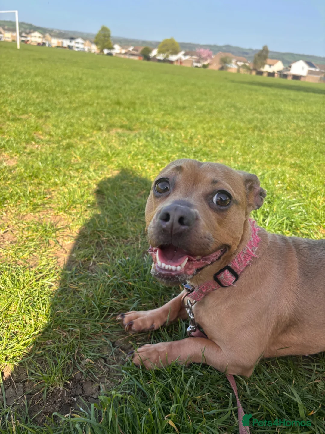 Mixed Breed dogs for sale: French bull weiner  - Advert 1