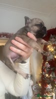 French Bulldog dogs Gorgeous French bull dog puppies for sale - Advert 3