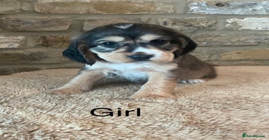 Cocker Spaniel dogs - Advert 8