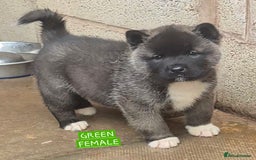 Akita dogs for sale: KC REGISTERED BEAR HEAD AMERICAN AKITA FEMALE PUPS - Image 2