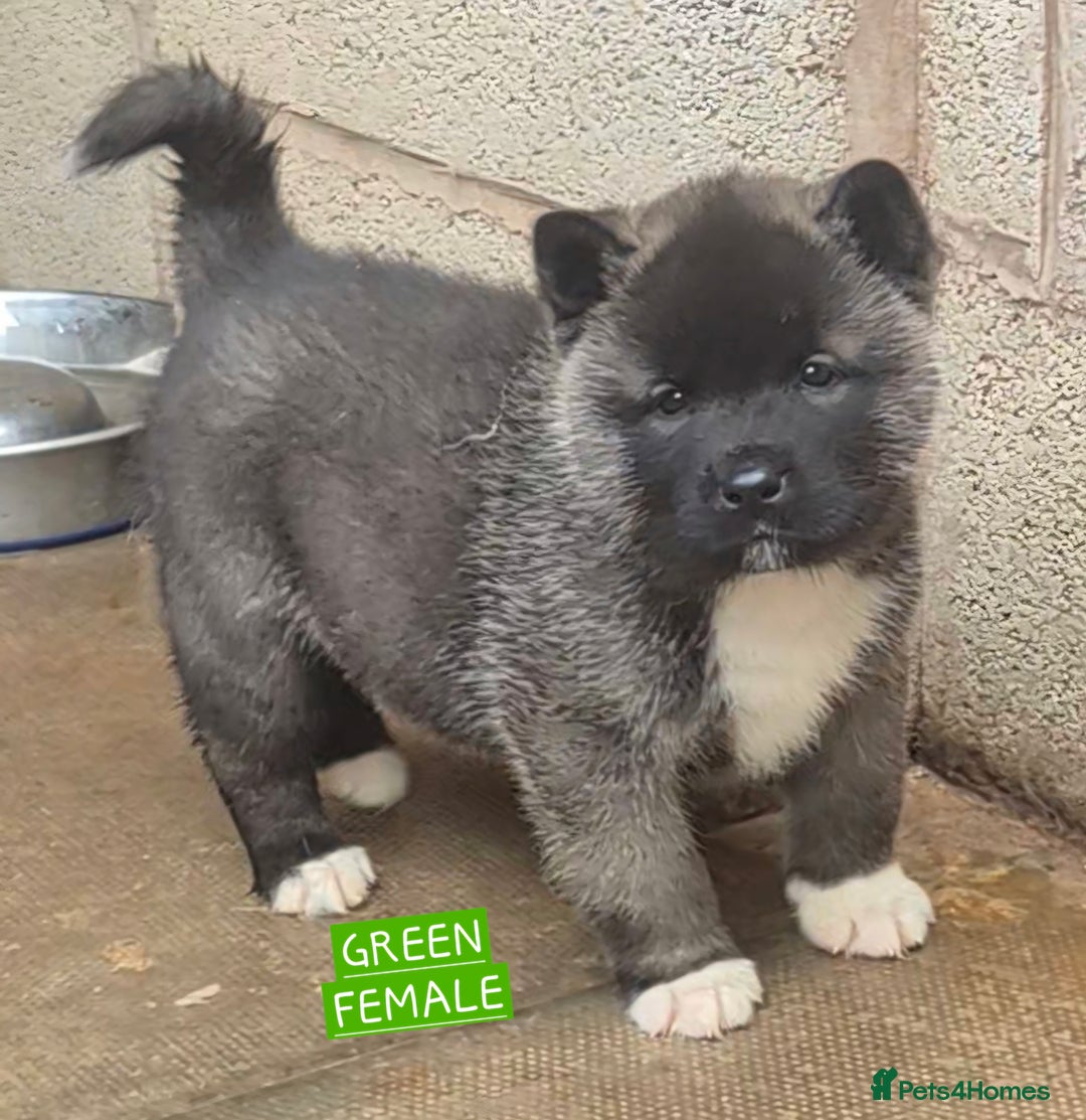 Akita dogs for sale: KC REGISTERED BEAR HEAD AMERICAN AKITA FEMALE PUPS - Image 2