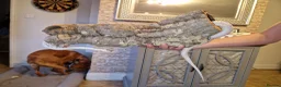 Corn Snake reptiles for sale: Female Palmetto Corn snake in Chester - Advert 6