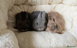 Netherland Dwarf rabbits for sale: Netherland Dwarf boy bunnies  - Image 3
