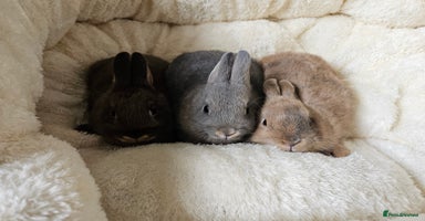 Netherland Dwarf rabbits - Advert 2