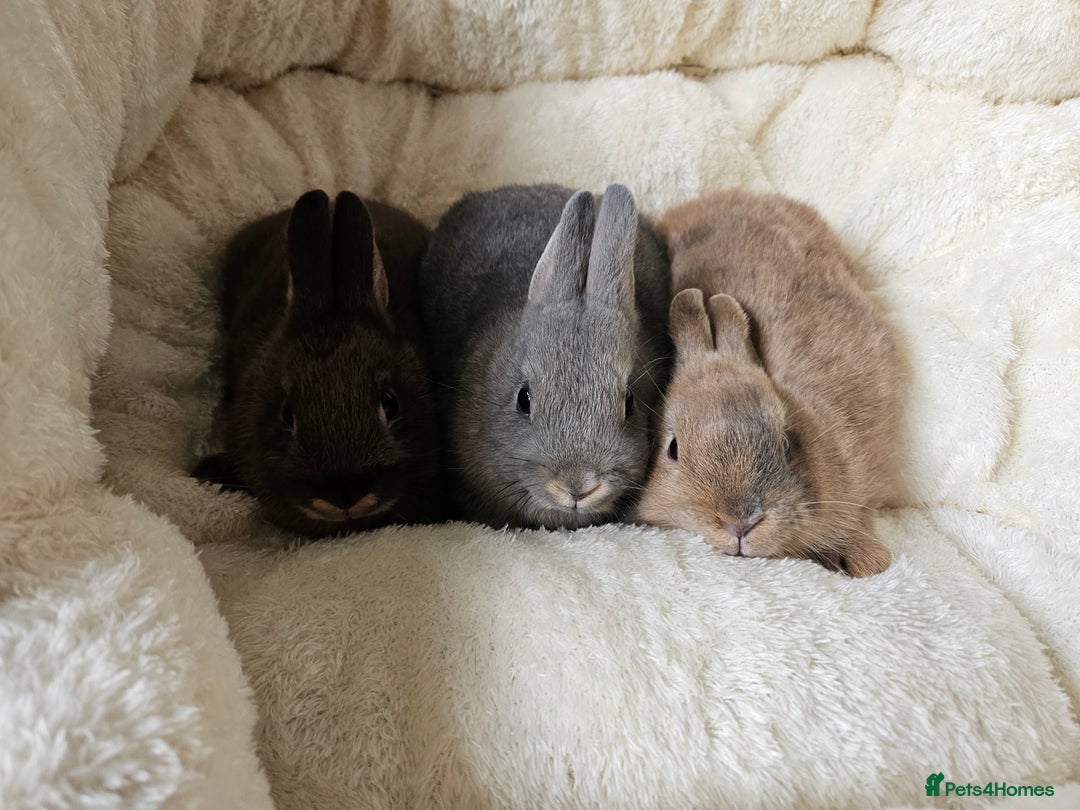 Netherland Dwarf rabbits for sale: Netherland Dwarf boy bunnies  - Image 3