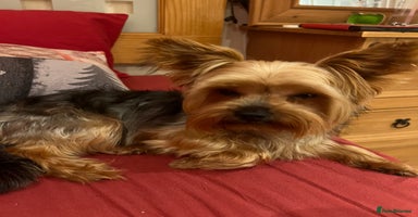 Yorkshire Terrier dogs - Advert 5