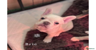 French Bulldog dogs 4 Stunning Cream KC registered French Bulldogs  - Advert 2